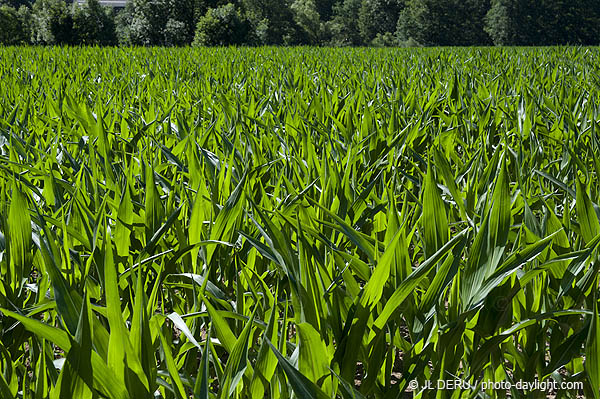 agriculture maîs